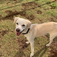 Photo de KIBA