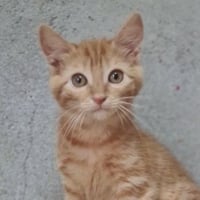Photo de PAPRIKA