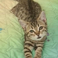 Photo de NOISETTE