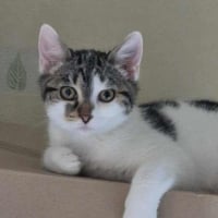 Photo de CAMOMILLE