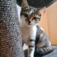 Photo de MALIE