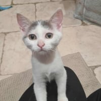 Photo de POPPY