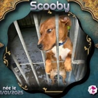 Photo de Scooby