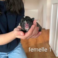 Photo de Moo
