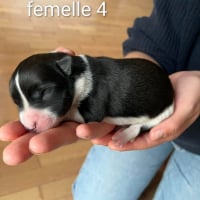 Photo de Freya