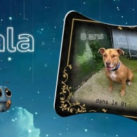 Photo de Nala