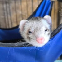 Photo de Vinnie