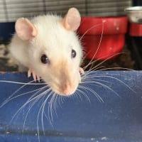 Photo de Frimousse et Lola