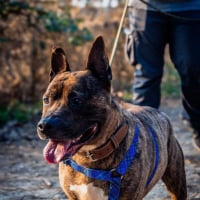 Photo de COSMO