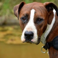 Photo de LOKY