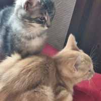 Photo de Caramel 