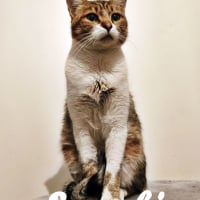 Photo de Sarabi