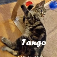 Photo de Tango