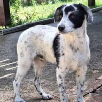 Photo de Domino 