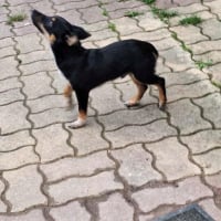 Photo de Martini 