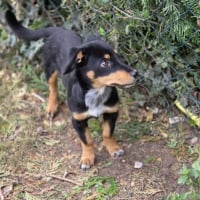 Photo de Baileys 