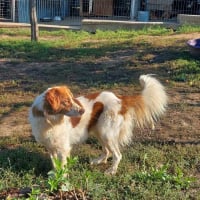 Photo de Vick (Obélix)