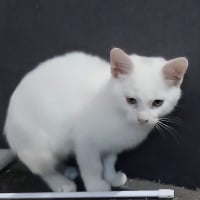 Photo de Bounty 1 et 2