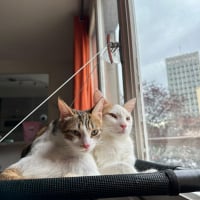Photo de Kit et Kat