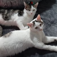 Photo de Actarus & Azarro