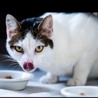 Photo de Mia et Moka