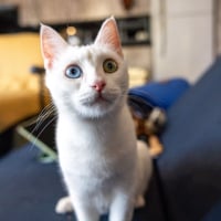 Photo de Cate Blanchett