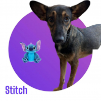 Photo de STITCH