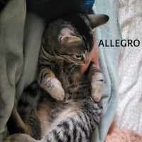 Photo de ALLEGRO