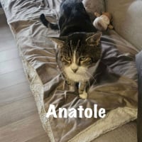 Photo de ANATOLE