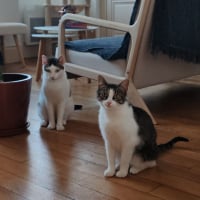 Photo de Mia et Moka