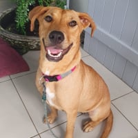 Photo de BULMA, Femelle junior Berger Créole