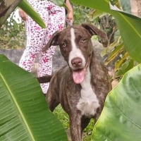 Photo de CANDY, chiot femelle Berger Créole