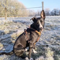 Photo de JEÏKO Mâle Berger créole junior