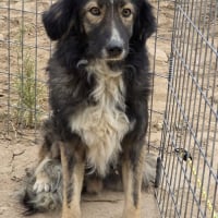 Photo de ILDE, 1 an adorable chien à adopter