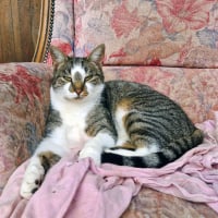 Photo de Coup de patte