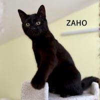 Photo de ZAHO