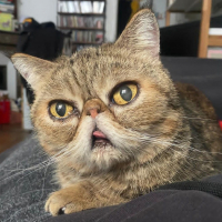 Photo de Burlona - Chat Femelle Européen