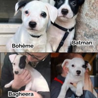 Photo de Bohème, Batman et Buffy