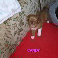 Photo de CANDY