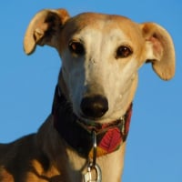 Photo de PERLA 7 ans, irrésistible femelle lévrier espagnol