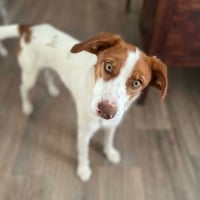 Photo de CENTELLA 3 ans, adorable chienne affectueuse
