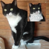 Photo de Puka