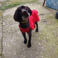 Photo de MARCELA 3 ans, merveilleuse femelle Drahthaar