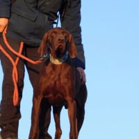 Photo de TAXUS, Magnifique Braque Allemand de 9 ans