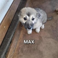 Photo de MAX