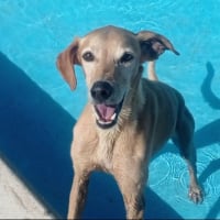 Photo de LOGAN 8 ans, une crème de chien !