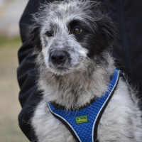 Photo de Errol, magnifique chiot border collie