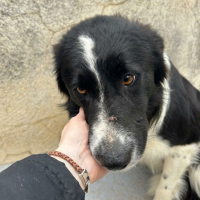Photo de ERO, magnifique Border collie d'1 an