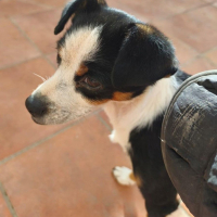 Photo de FEFERINO 5 ans, petit Bodeguero adorable