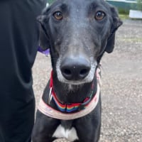 Photo de TRUFA 2 ans, galga espagnole, ok chat